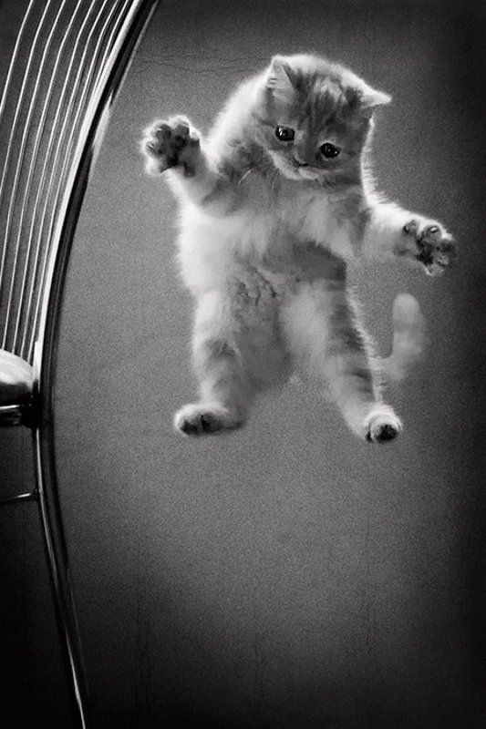 котёнок, игра, левитация Wingardium Leviosaphoto preview