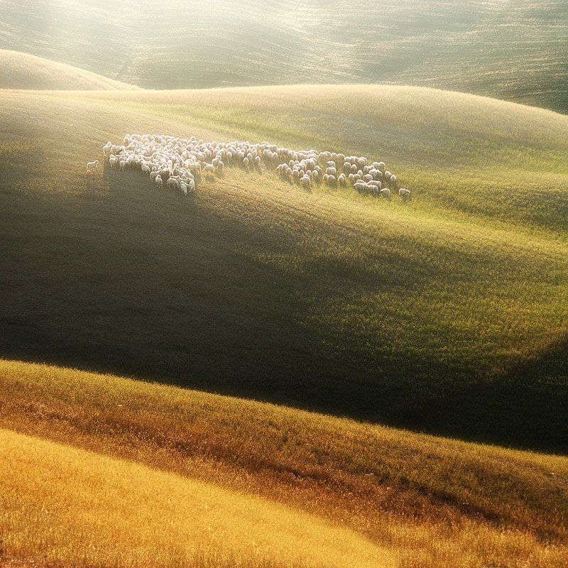 sheep, tuscany, waves, овец, тоскана, волны sheep in the morning sunphoto preview