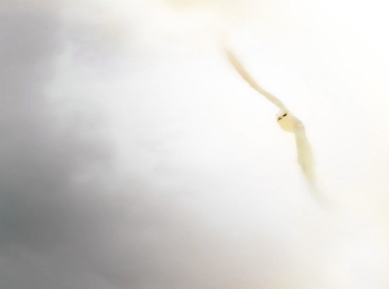 Ангелphoto preview