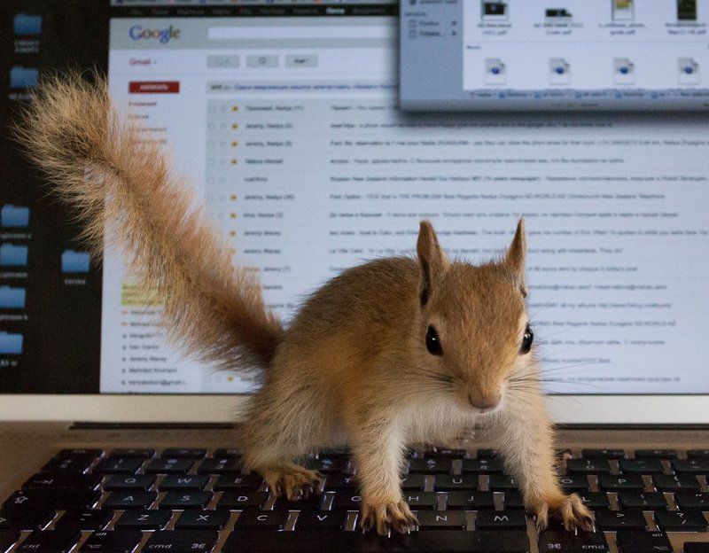 зверушкаphoto preview