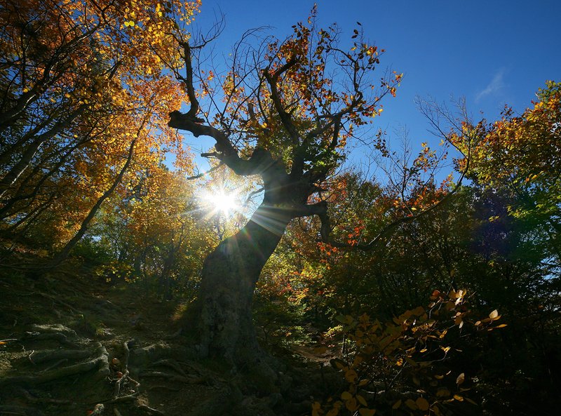 крым, осень, буки, солнце Золотая осень на Демерджиphoto preview