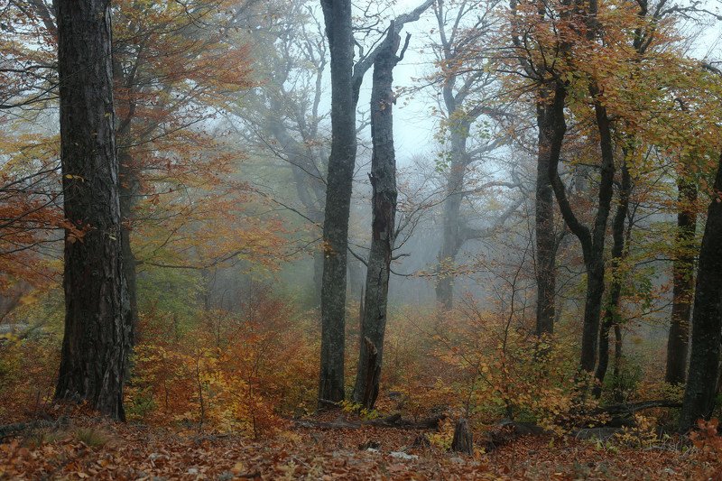 Октябрь уж наступил...photo preview