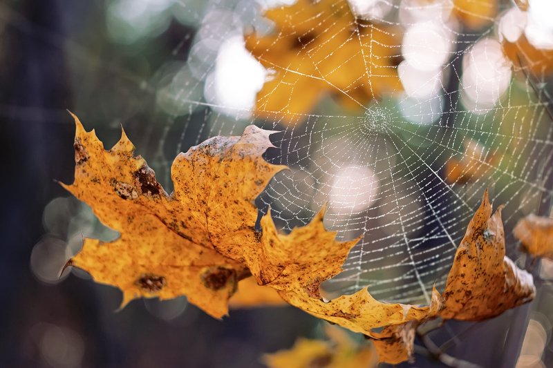 трава,свет,лес,деревья,облака,ветки,цветы,поле,небо photo preview