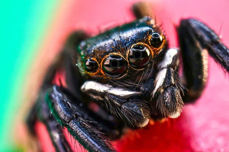 White hairphoto preview