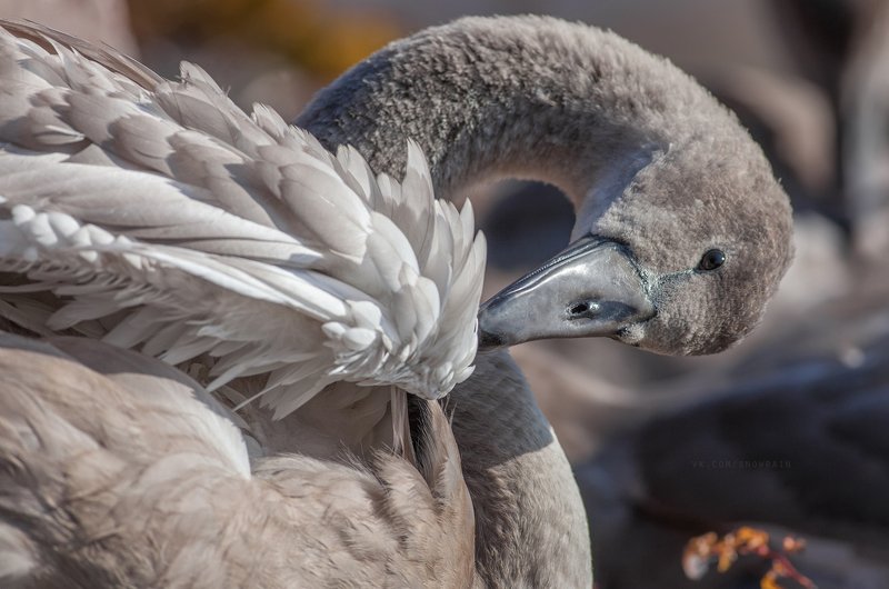 wildlife photography, birds, фотоохота, птицы, анималистика, дикая природа, birdwatching, nature, swan, лебеди Молодые лебеди в Хельсинкиphoto preview