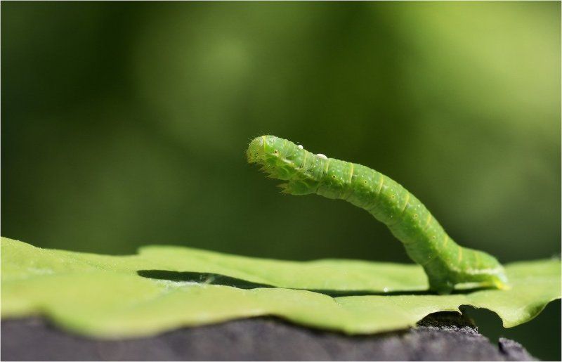 Зеленая серияphoto preview