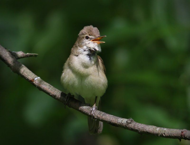 Про песенку.photo preview
