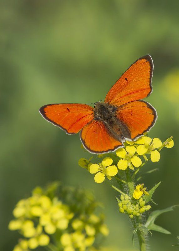 голубянкиphoto preview