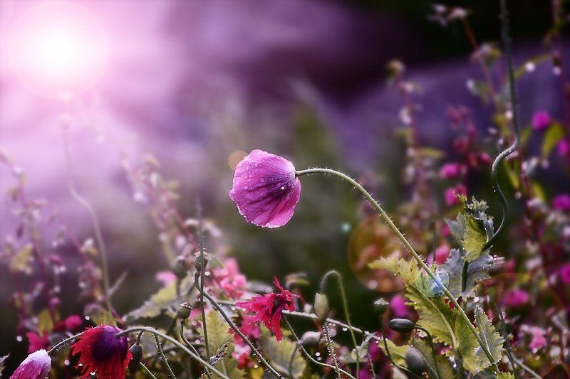 лето....ах лето....photo preview