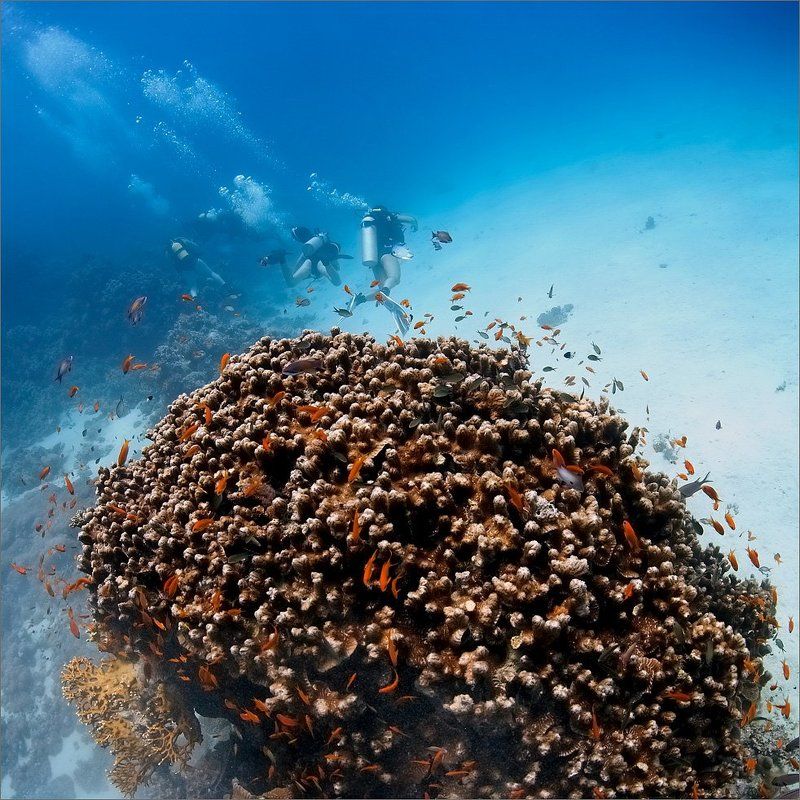 ебипет Кочкаphoto preview