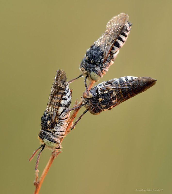 Триоphoto preview