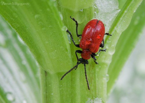 Трещалка лилейная (Lilioceris lilii)