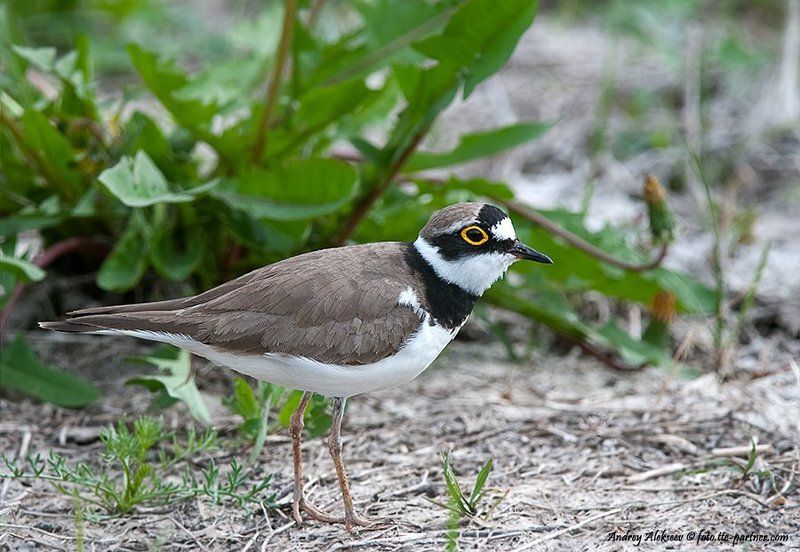 малый зуёк, фотоохота Малый зуёкphoto preview