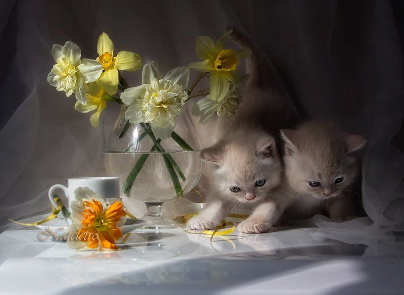 натюрморт, цветы, нарциссы, котята Парное катание...photo preview
