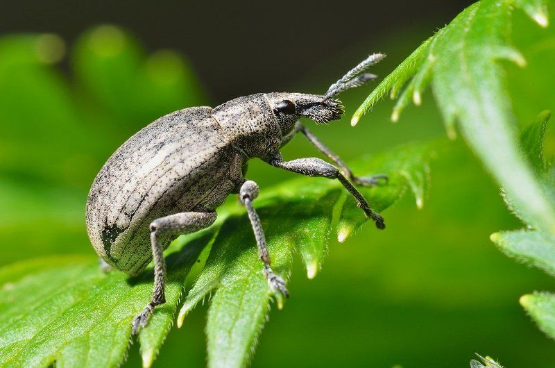 nikon, d7000, weevil, macro, close-up, nature, insect, coleoptera, природа, макро, долгоносик, жесткокрылые, жук, казахстан Долгоносикphoto preview