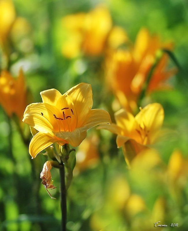 цветы, природа, лето, лилия Лилия.photo preview