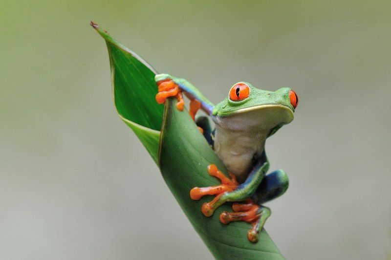 красноглазая лягушка, коста рика Красноглазая лягушкаphoto preview