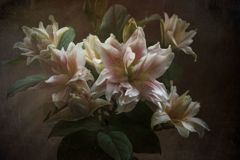 лилии, белые, букет, ваза, фон, темный, листья, винтаж Лилииphoto preview