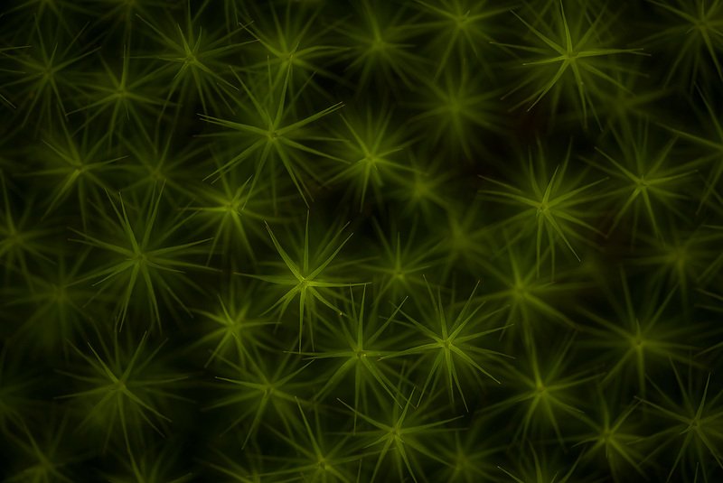 мох абстракция звезды фактуры Звездыphoto preview