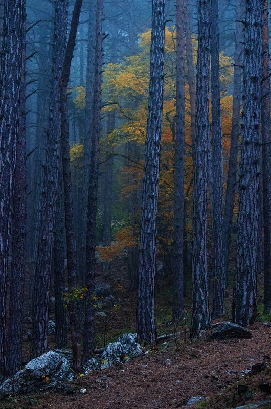 крым, ялта, октябрь, горы Хроники Нарнииphoto preview