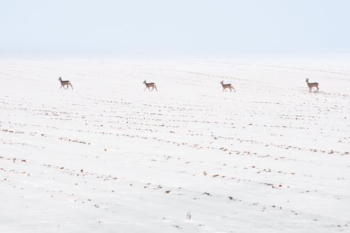 Deer