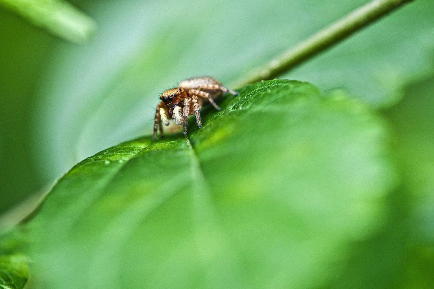 Hide and seek. Автор: Sharel Albor , Sharel Albor