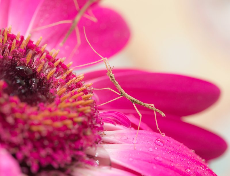 макро, макросъемка, насекомое, палочник, insect, macro, macrophotography Новорожденные палочникиphoto preview