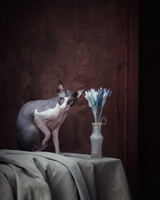 #cats #portrait #sphinxcats Призракиphoto preview