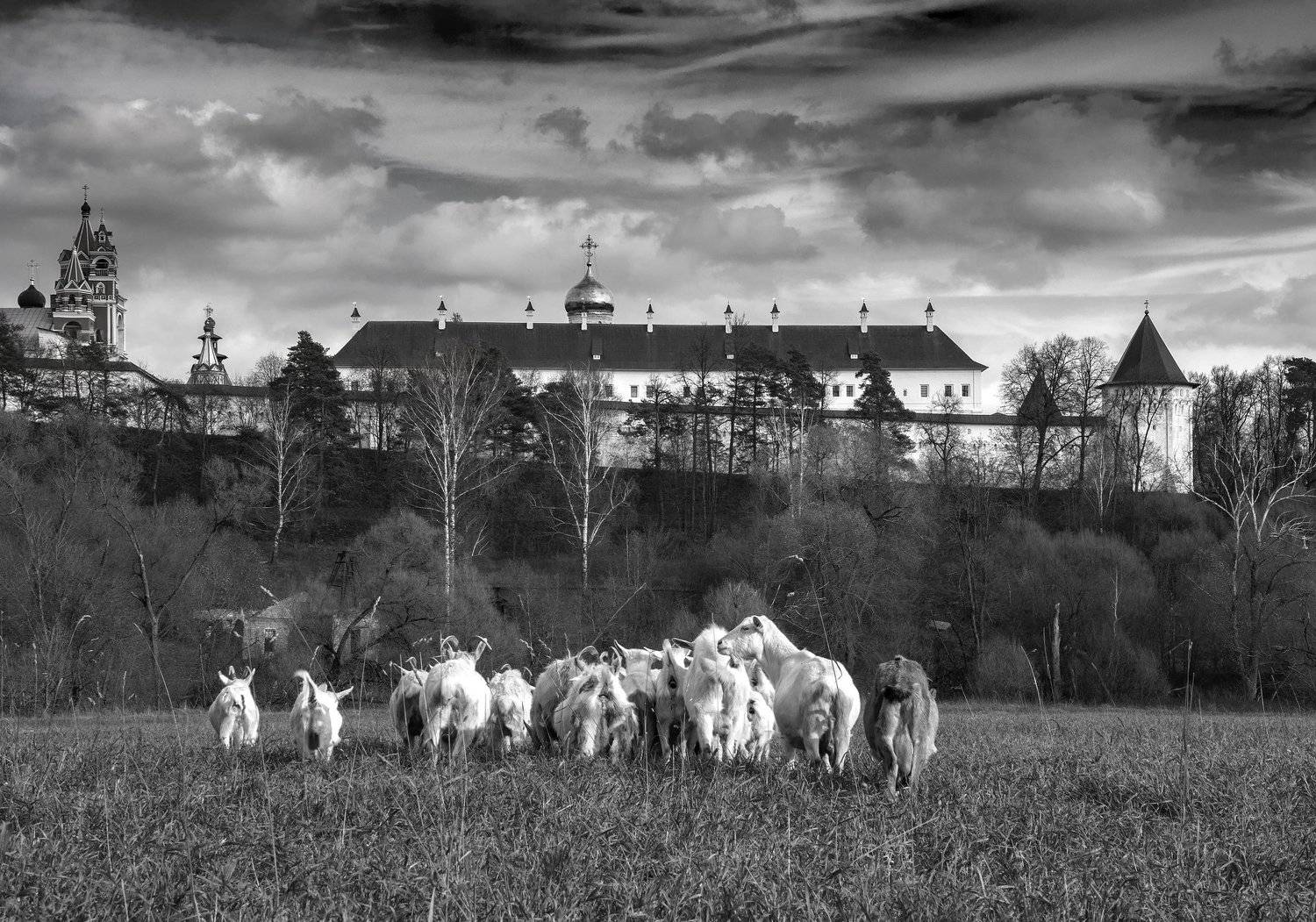 Гармония. Автор: Павел Ныриков монастырь,осень,козы,россия,подпосковье , Павел Ныриков