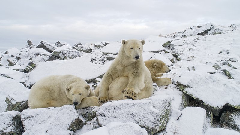 чукотка арктика север мыс кожевникова медведь белый полярный морской Семья...photo preview