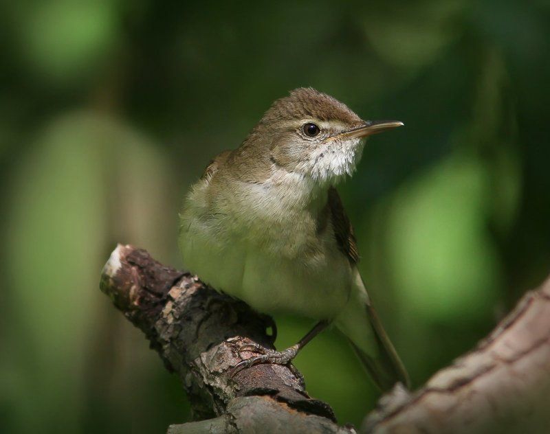 Камышевка.photo preview