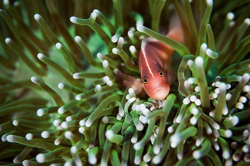 бали, индонезия, клоун Внимание, улыбочку!photo preview