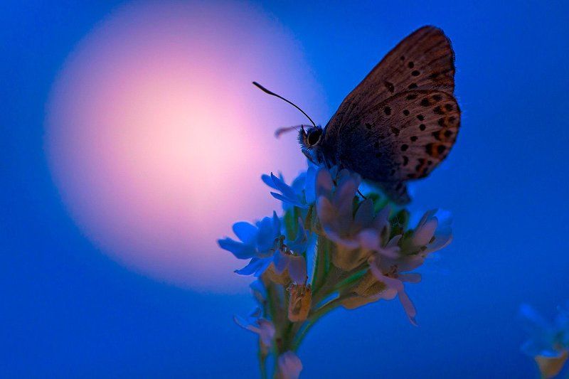 Вечерняя молитва...photo preview