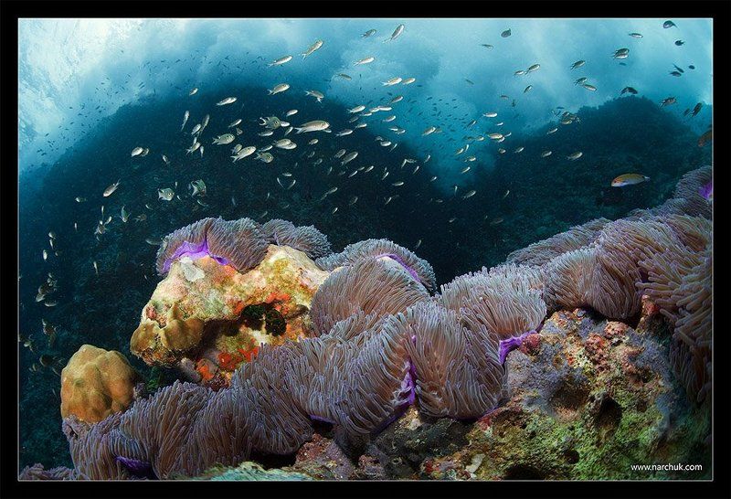 прибой, таиланд, анемоны, скала, море, цвет, дайвинг В зоне прибояphoto preview