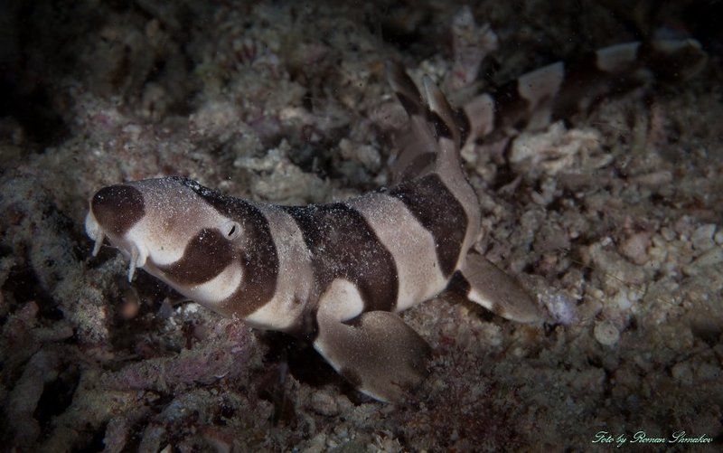 Bamboo sharkphoto preview