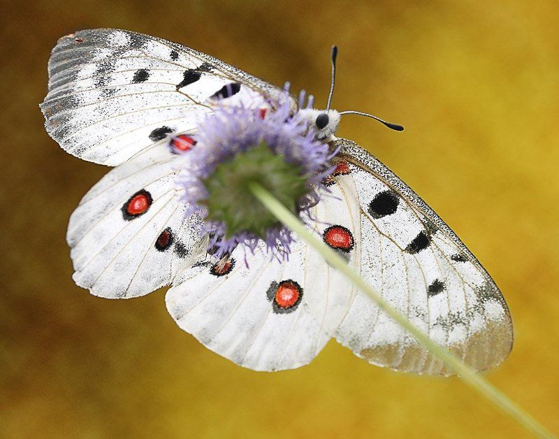 аполлон Взглядом муравья на бога Олимпаphoto preview