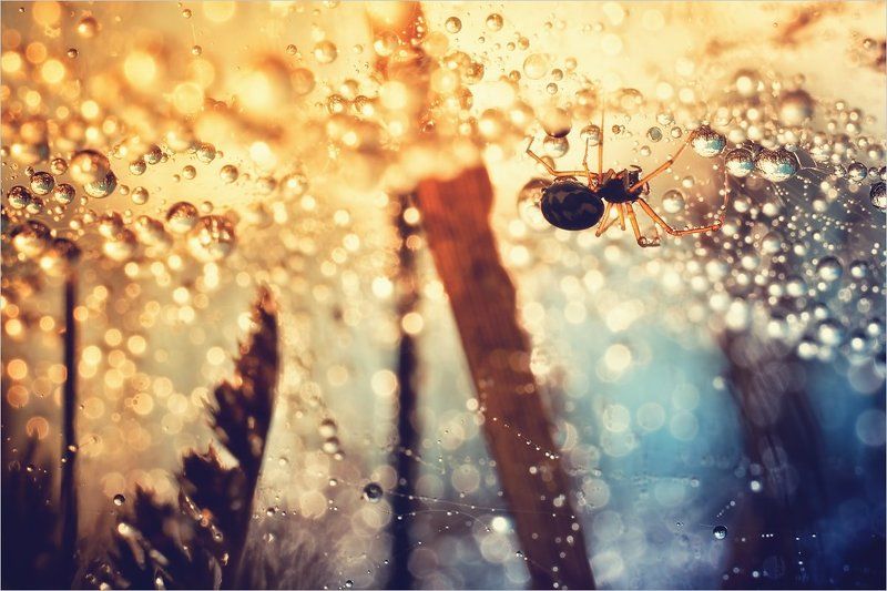 Повелитель хрустальных шаровphoto preview