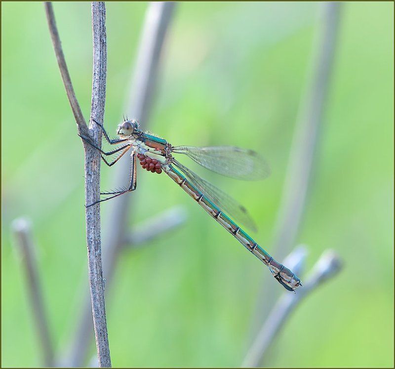 С бусинками.photo preview