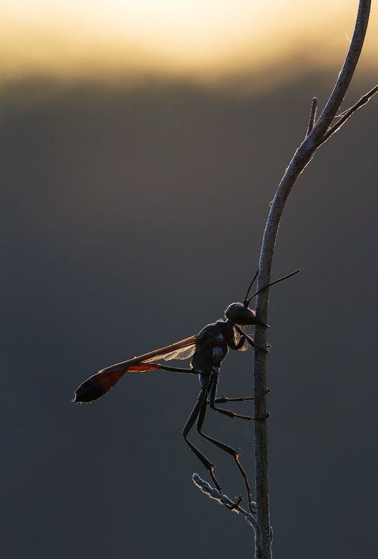 himenoptera Amophila sabulosaphoto preview