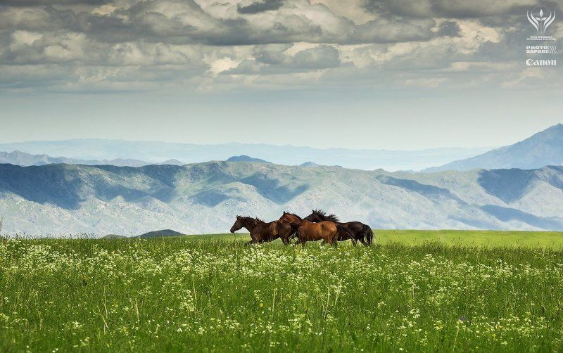казахстан, алматинская область, табан-карагай, фотосафари Летние пастбища Табан-Карагай и окрестностиphoto preview