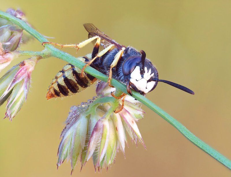 сонный пчелиный волкphoto preview