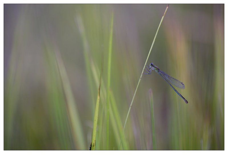 макро, стрекоза Летняяphoto preview