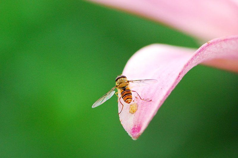 лето ,цветы ,лилия ,солнце, лето ,насекомые История одного полетаphoto preview