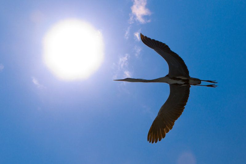 Икарphoto preview