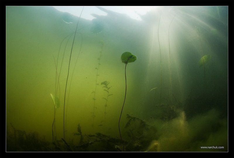 магия, озера, россия, подводное, селигер Магия Озераphoto preview