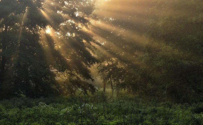 Утроphoto preview