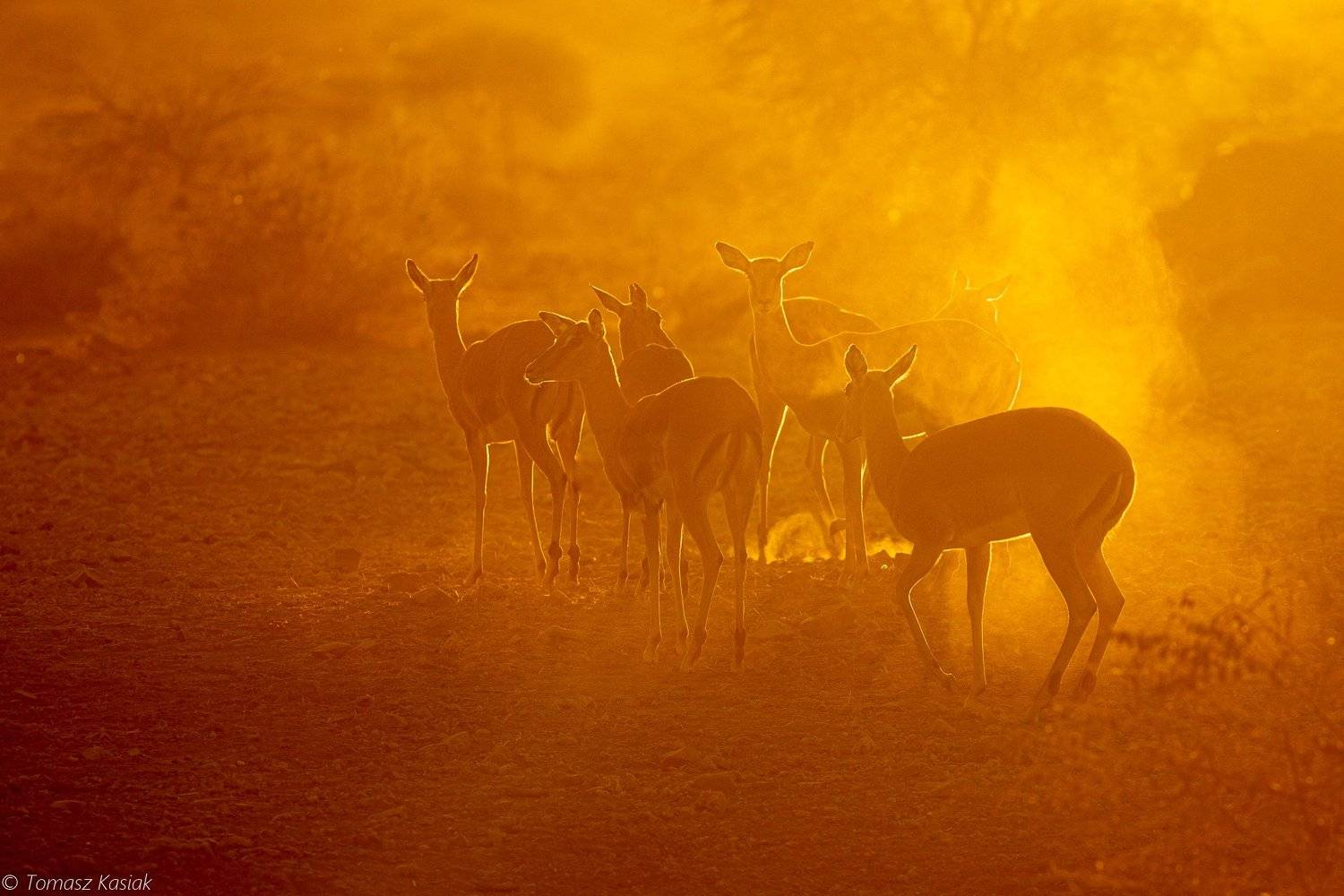 dust. Автор: Tom , Tom