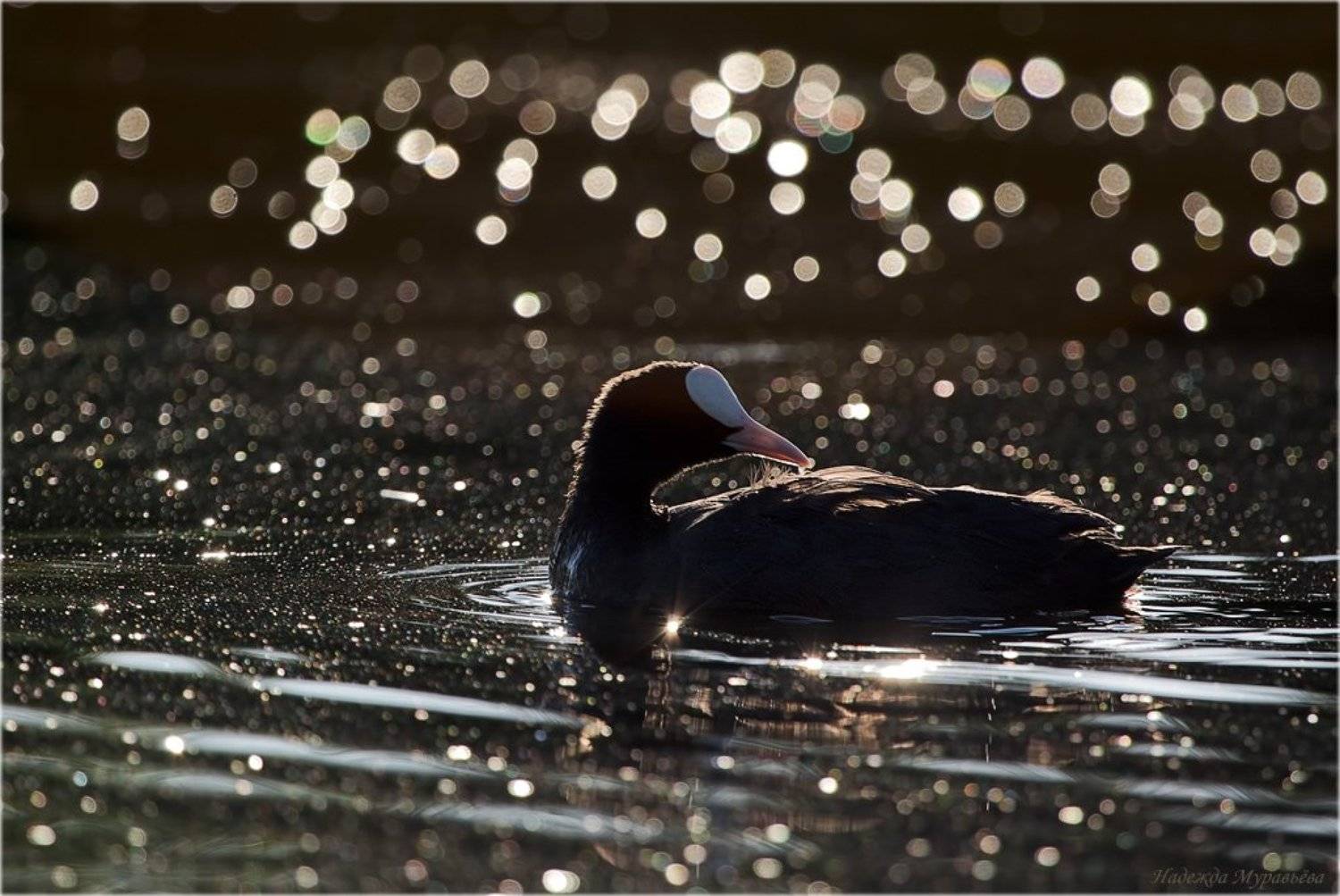птица, лысуха, fulica, atra, Надежда Муравьёва