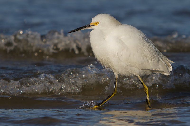американская белая цапля, птицы, пернатые Холодноphoto preview