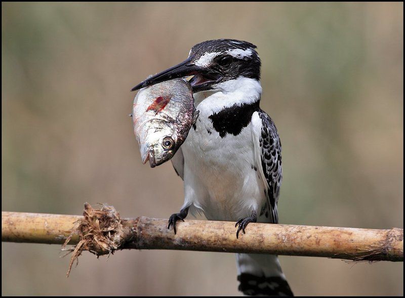 Портрет рыбакаphoto preview